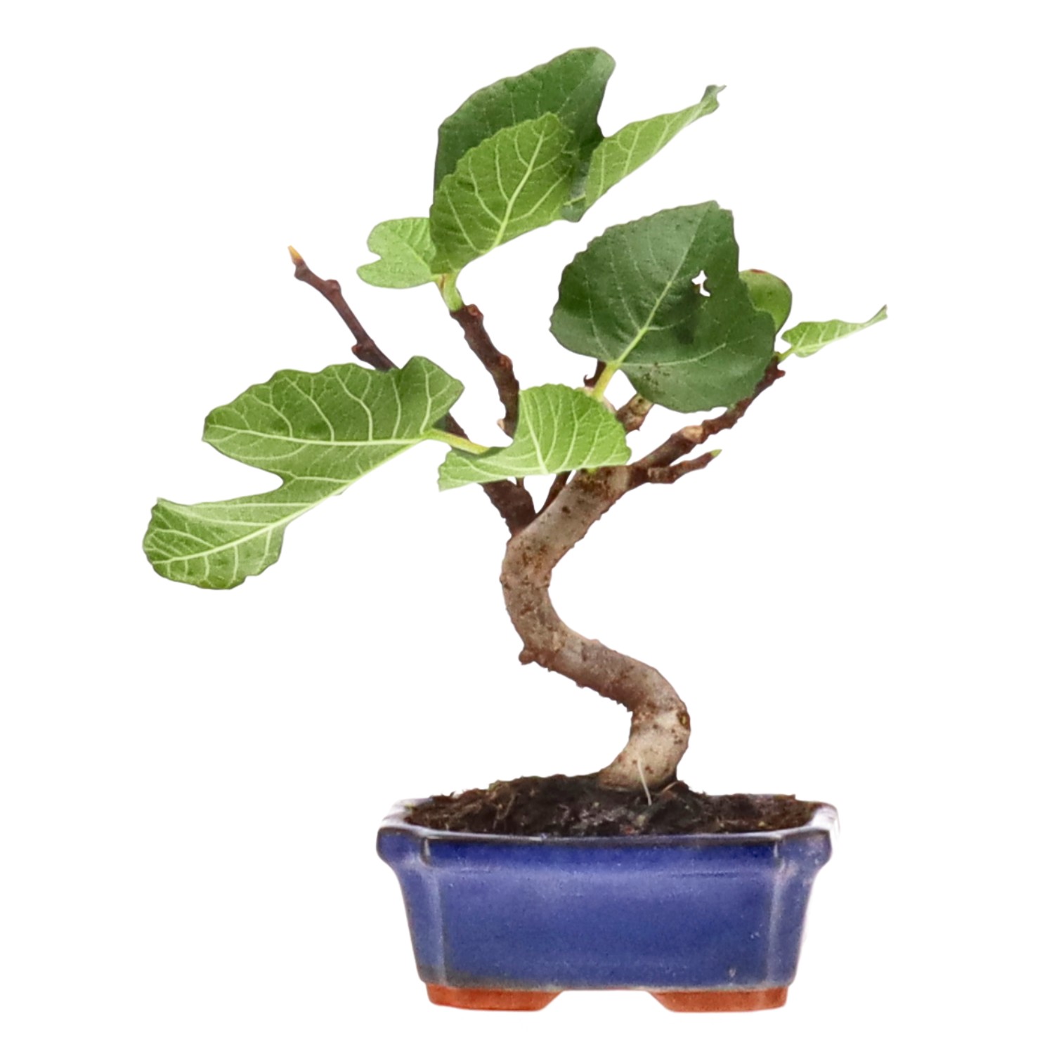 Ficus carica, ca. 7 anni (19 cm)