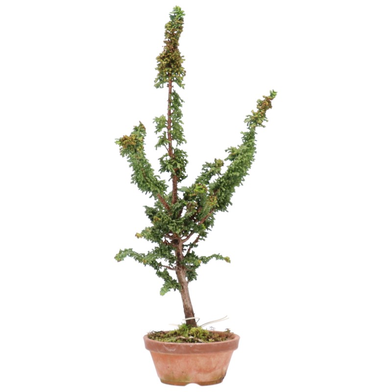 Chamaecyparis obtusa, ca. 10 anni (37 cm)