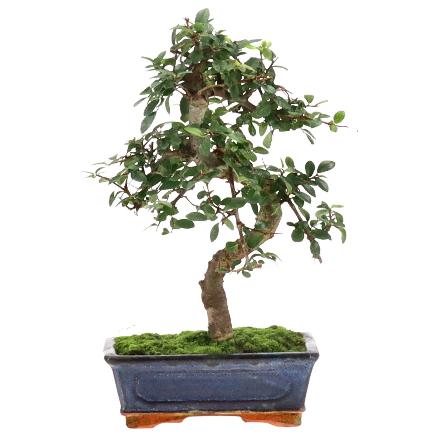 Chinese elm, approx. 9 y. (29 cm)