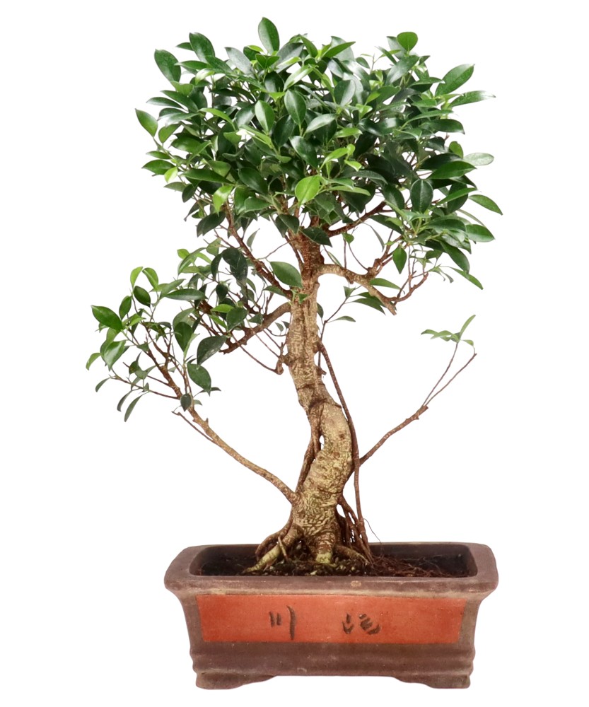 Ficus Retusa, env. 18 ans (57 cm)