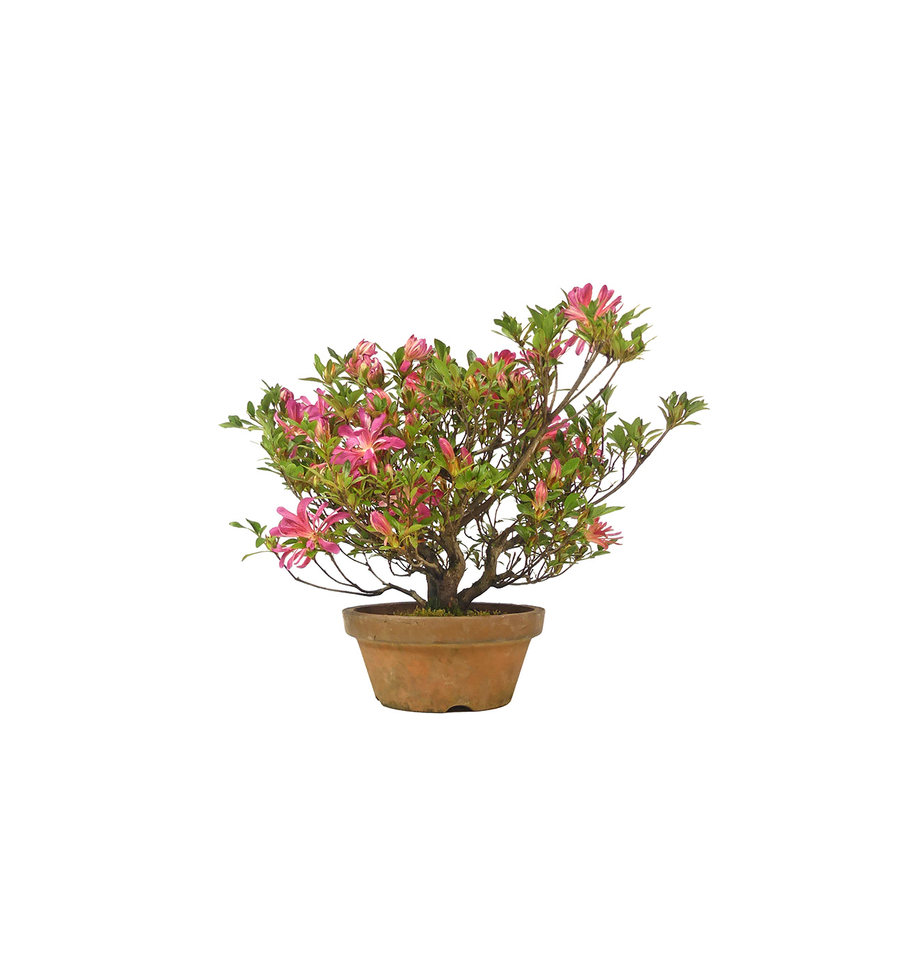 Japanese azalea, ca. 18 years (33 cm)