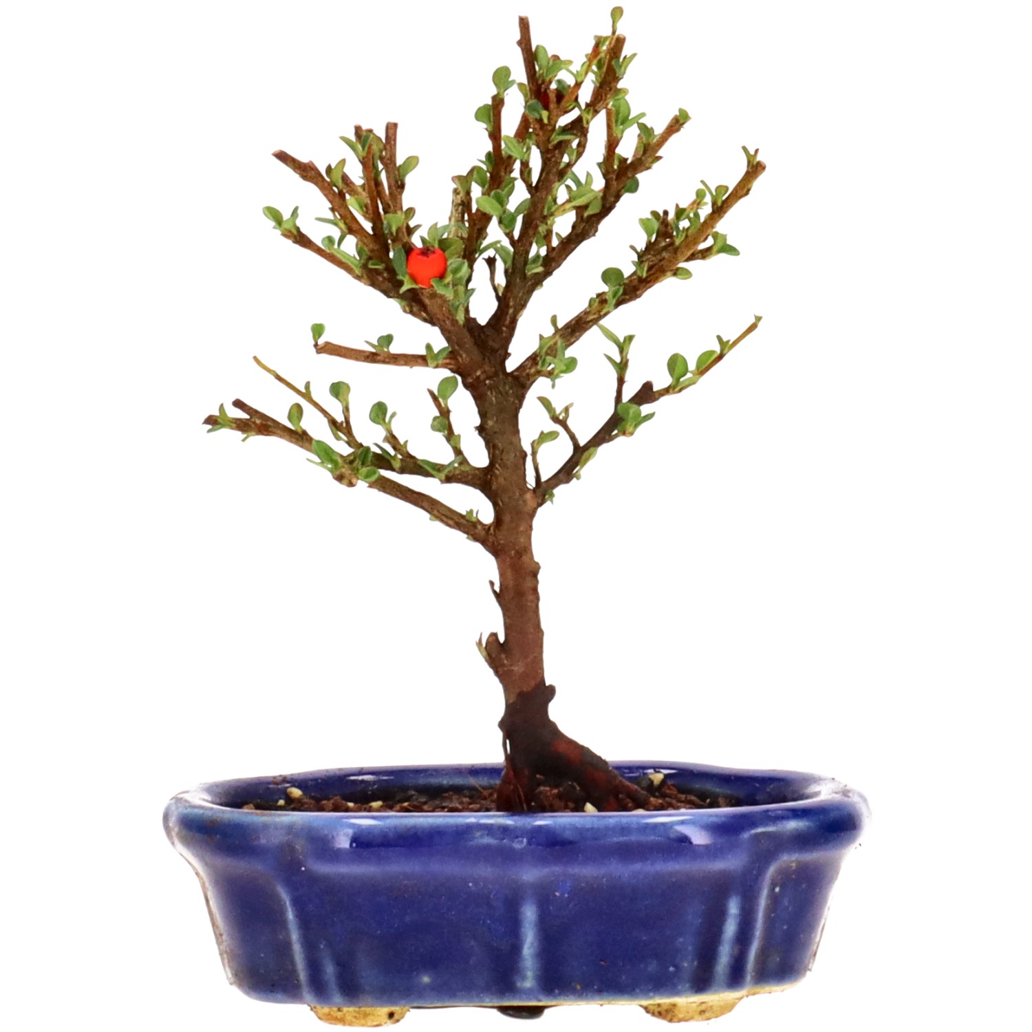 Cotoneaster microphylla, env. 3 ans (14 cm)