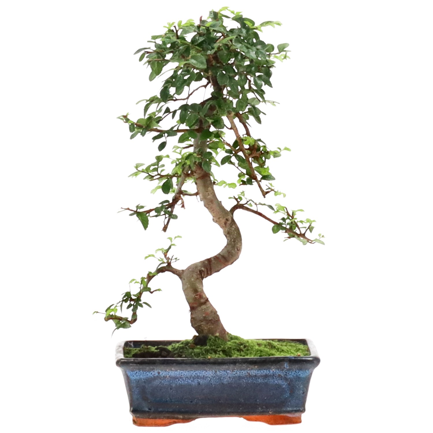 Chinese elm, approx. 9 y. (31 cm)