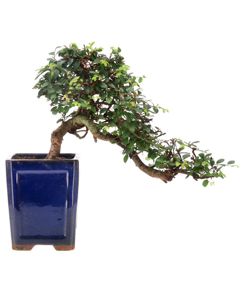 Chinese elm, approx. 12 y. (26 cm)