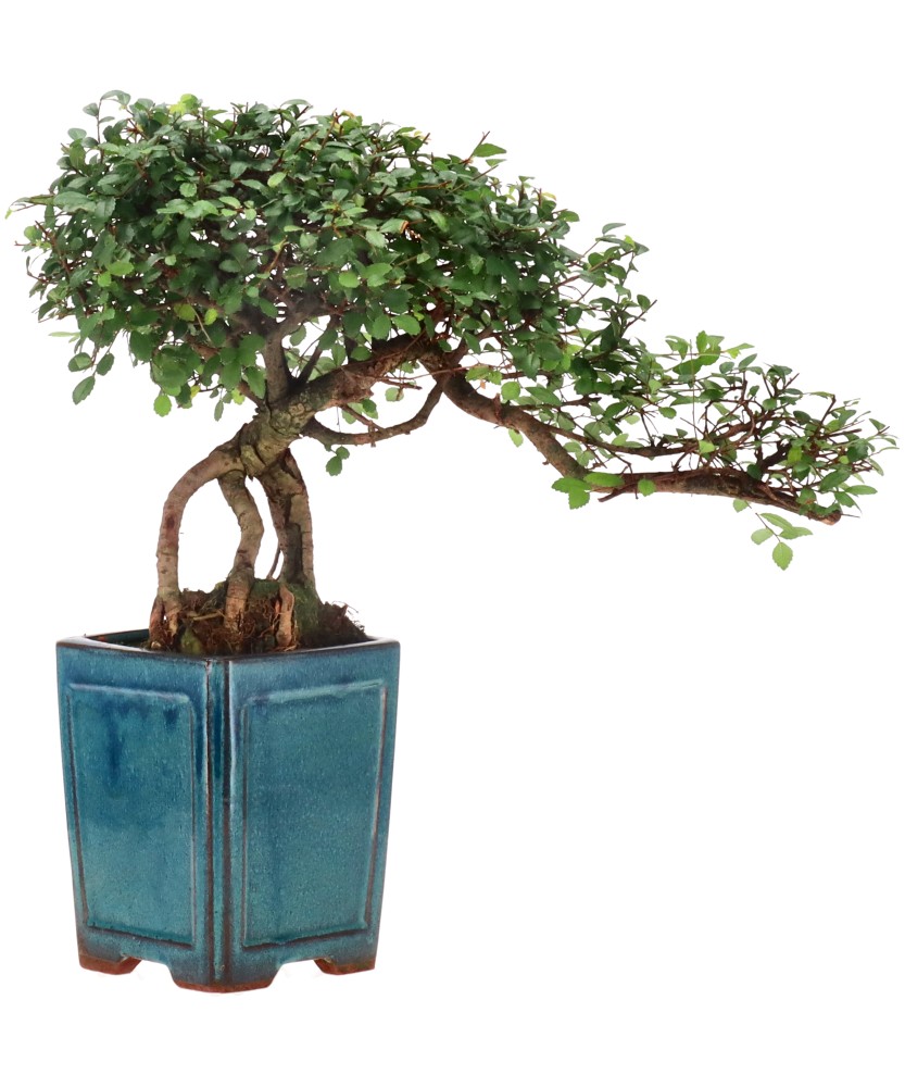 Chinese elm, approx. 12 y. (26 cm)