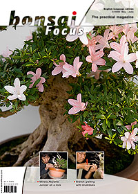 Bonsai-Focus 100 Nov/Dez 2019