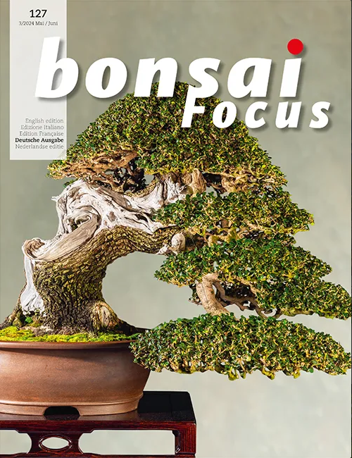 Bonsai-Focus 127 - Mai/Juni 2024