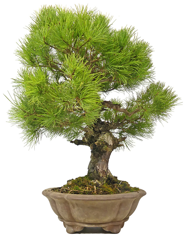 Pinus parviflora, ca. 28 anni (50 cm)
