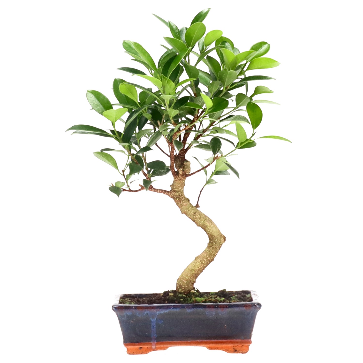 Ficus Retusa, env. 9 ans (29 cm)