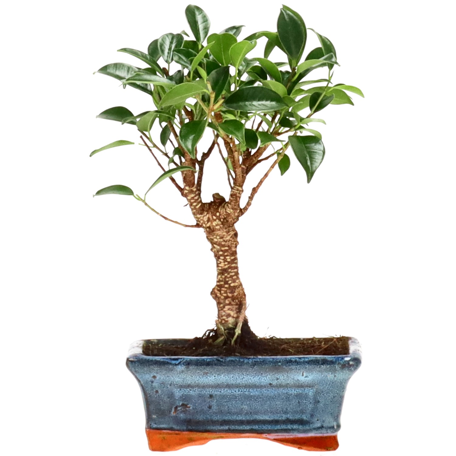 Indian Laurel, approx. 8 y. (20 cm)