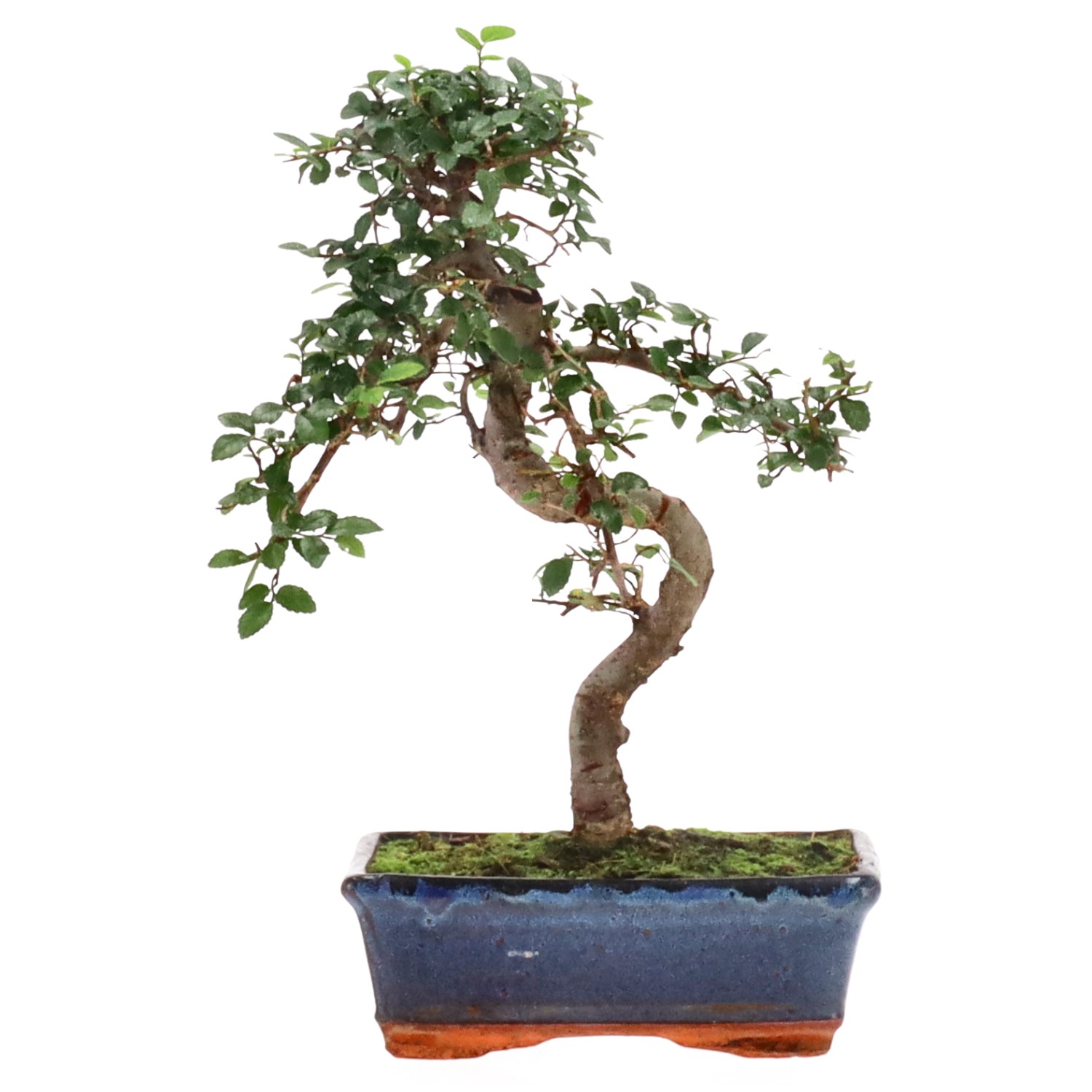 Chinese elm, approx. 9 y. (30 cm)