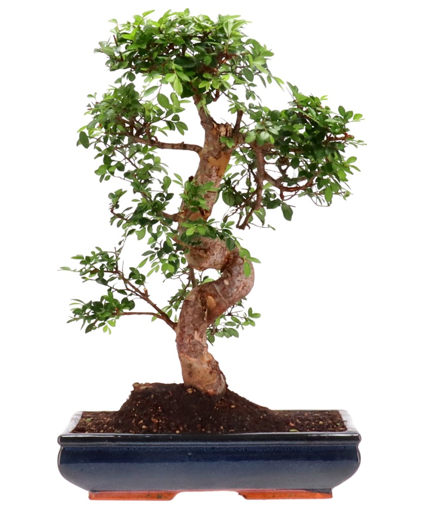 Chinese elm, approx. 18 y. (54 cm)