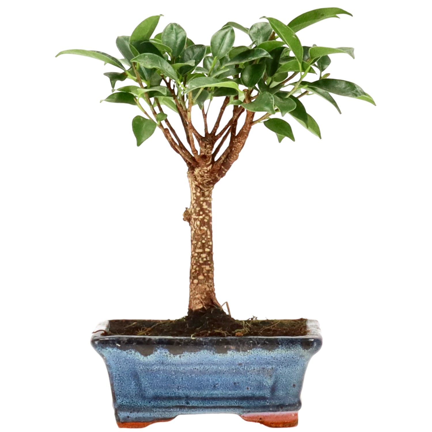 Ficus Retusa, env. 8 ans (20 cm)