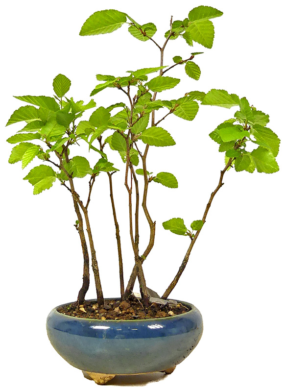 Japanese hornbeam, ca. 2 y. (20 cm)