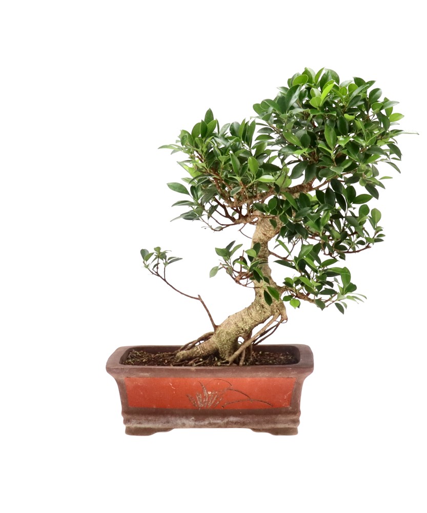 Ficus Retusa, env. 18 ans (50 cm)