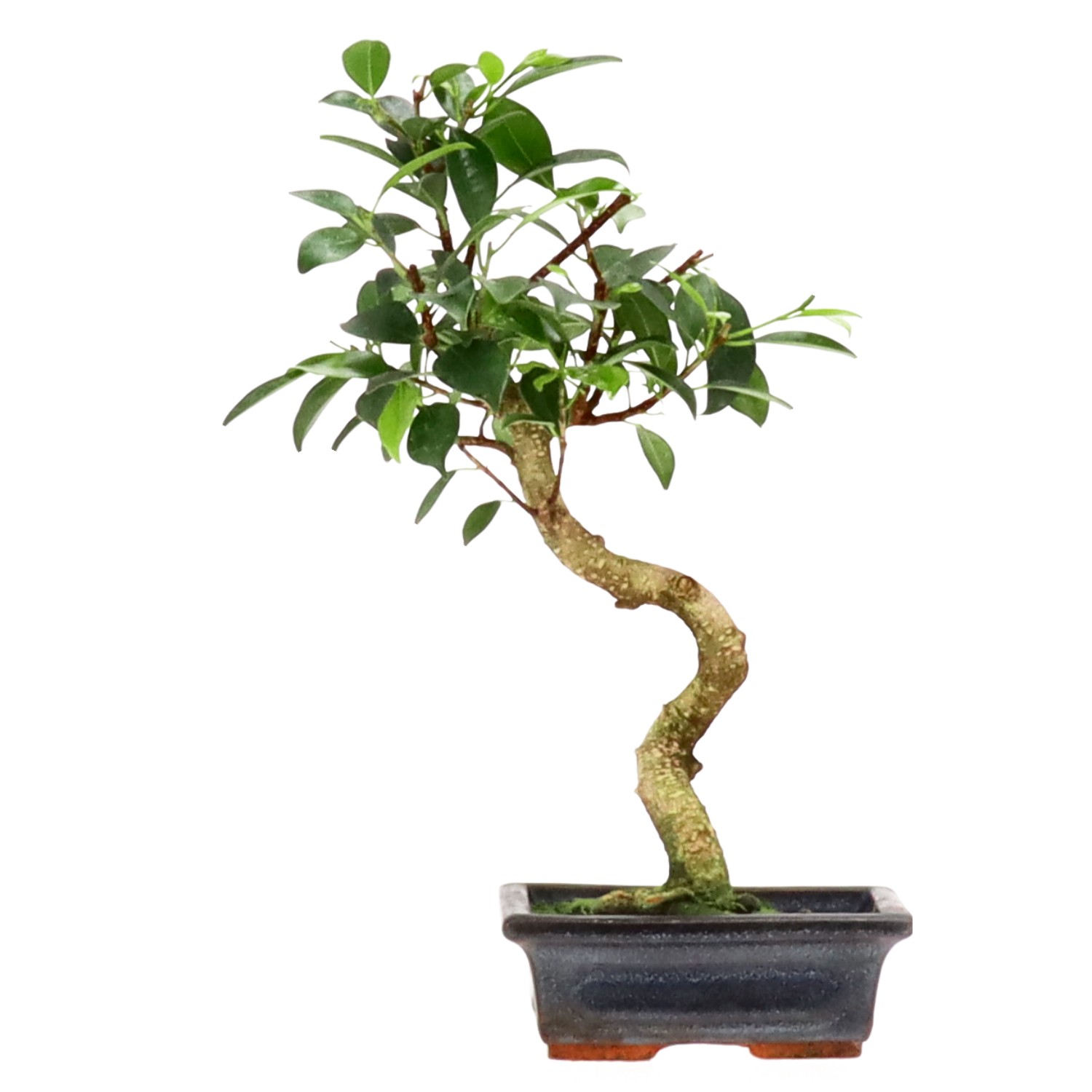 Ficus Retusa, ca. 7 anni (36 cm)