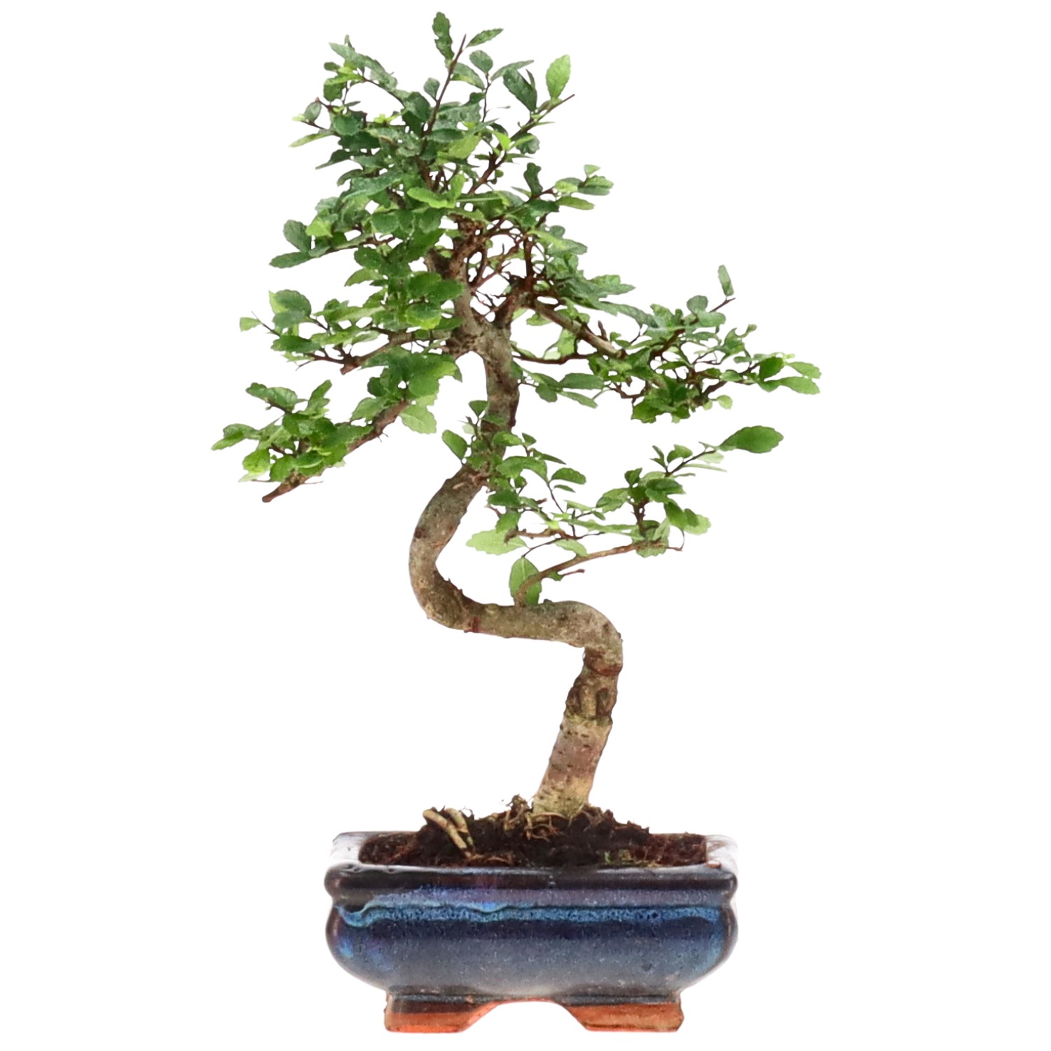 Chinese elm, approx. 7 y. (28 cm)