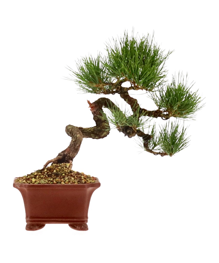 Pinus densiflora, ca. 18 anni (23 cm)