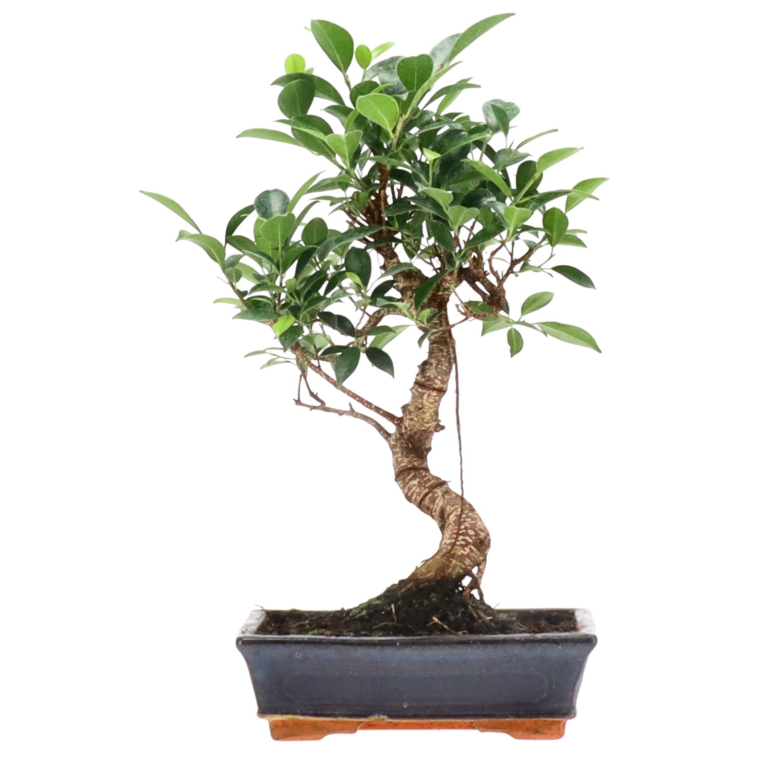 Ficus Retusa, env. 12 ans (39 cm)