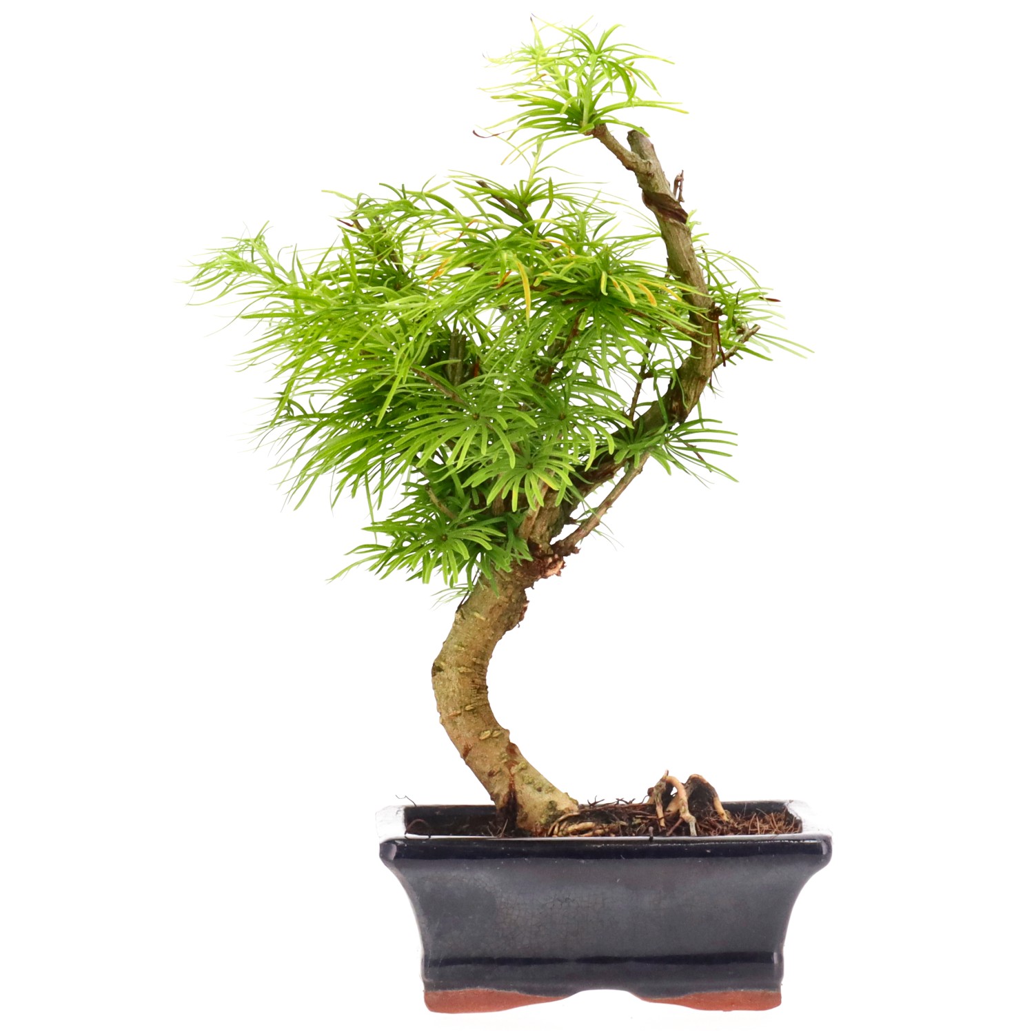 Golden Larch, approx. 7 y. (27 cm)