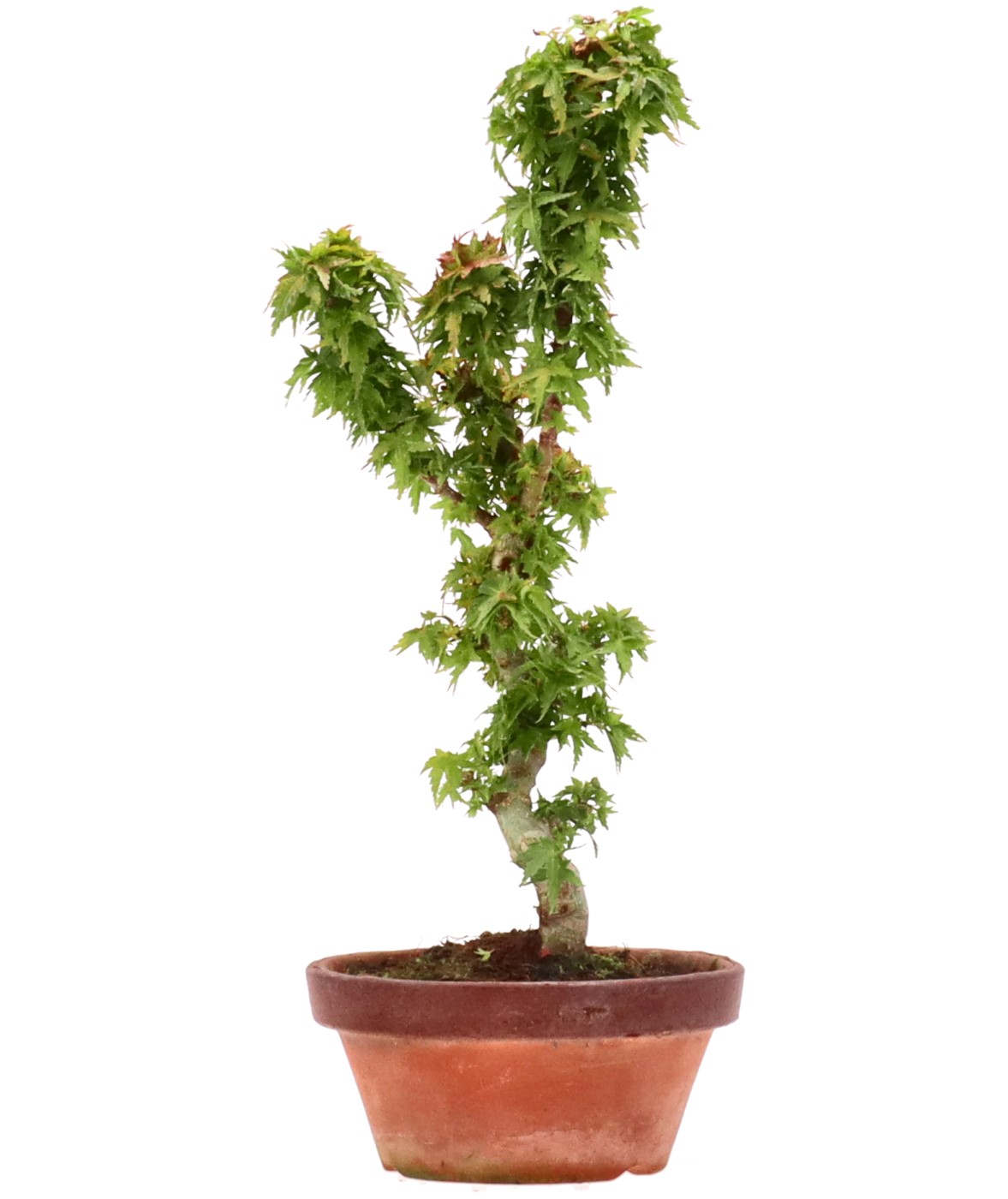 Acer palm. Kotohime, ca. 9 jaar (35 cm)