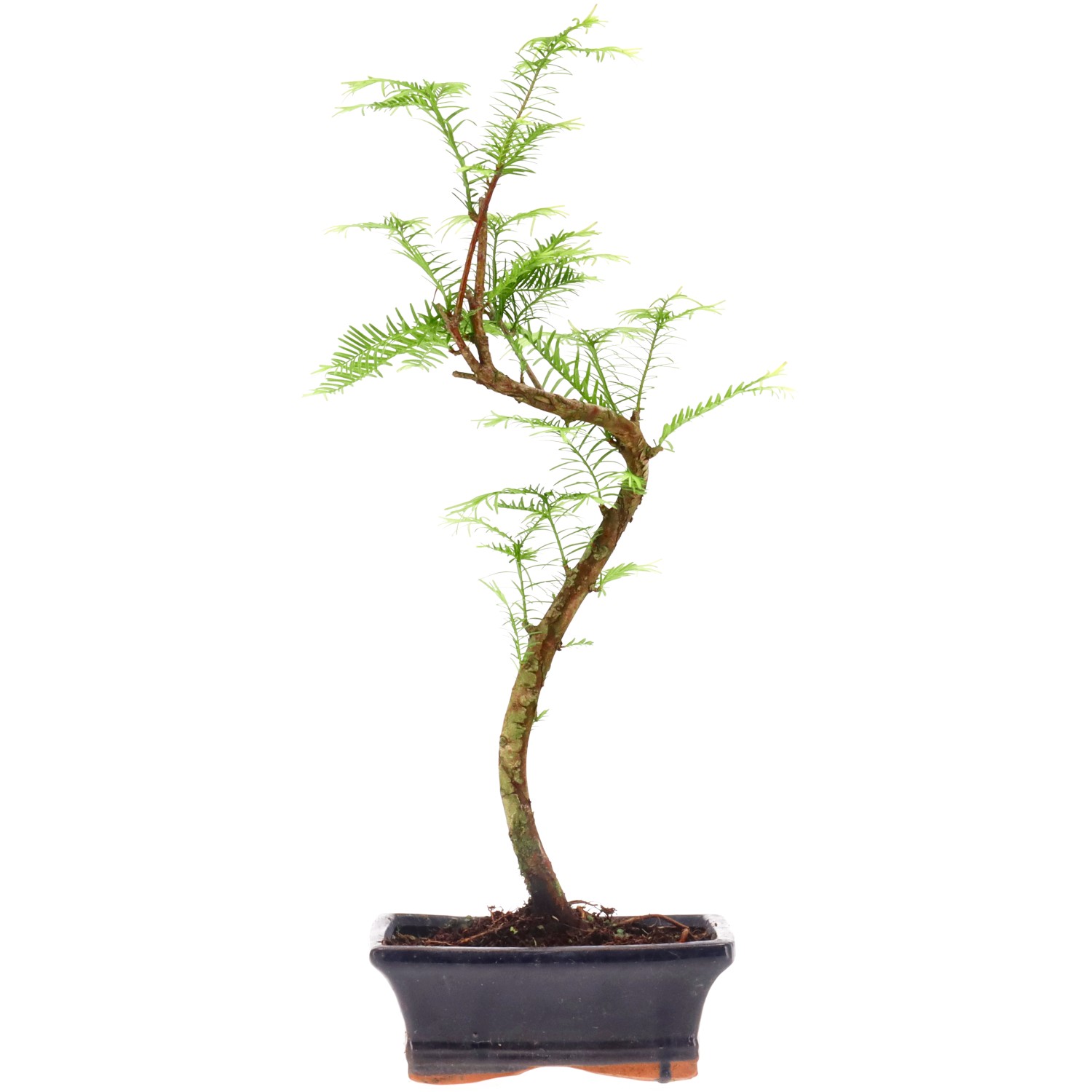 Metasequoia glyptostroboides, env. 5 ans (34 cm)