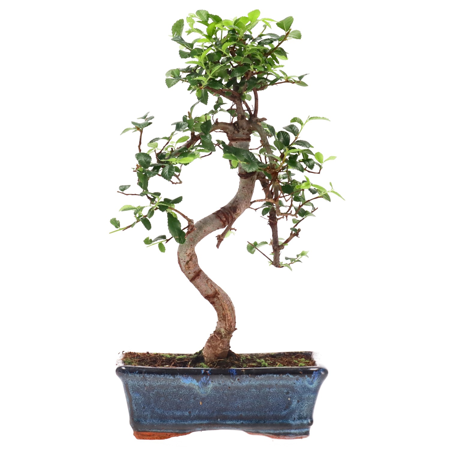 Chinese elm, ca. 9 y. (32 cm)