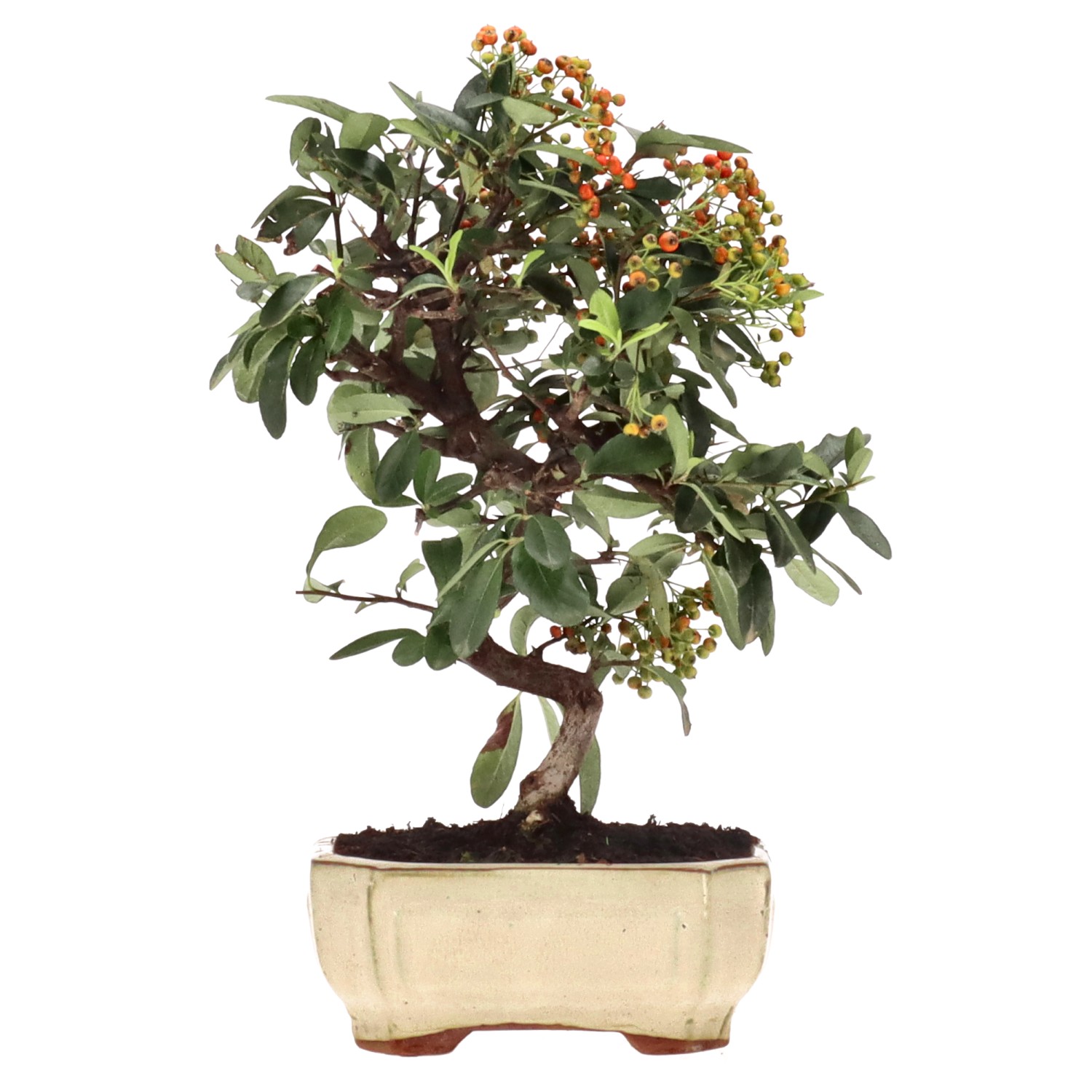 Firethorn, approx. 7 y. (26 cm)