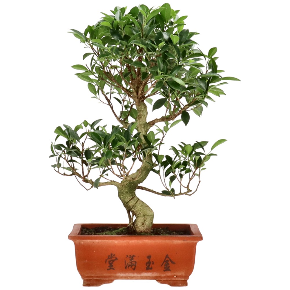 Ficus Retusa, env. 16 ans (54 cm)