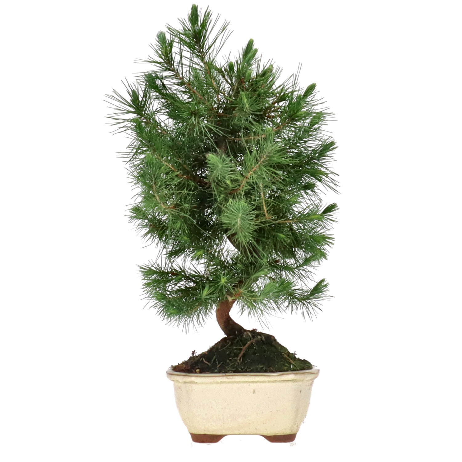 Aleppo Pine, ca. 8 y. (32 cm)