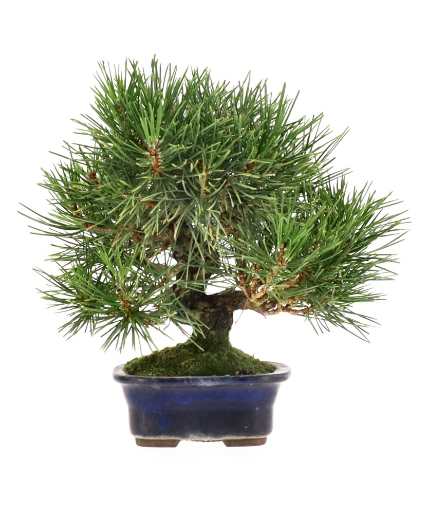 Japanese black pine, approx. 15 y. (23 cm)