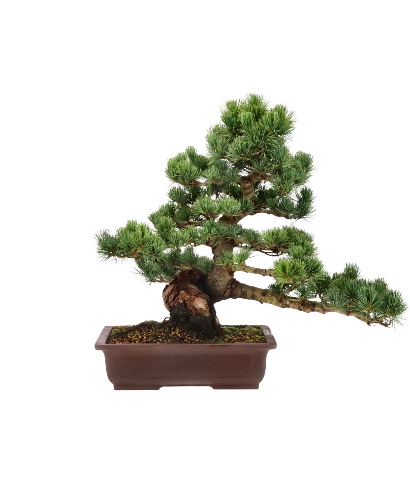 Japanese white pine, approx. 30 y. (46 cm)