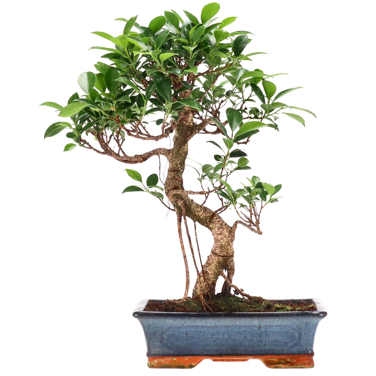 Ficus Retusa, env. 14 ans (41 cm)