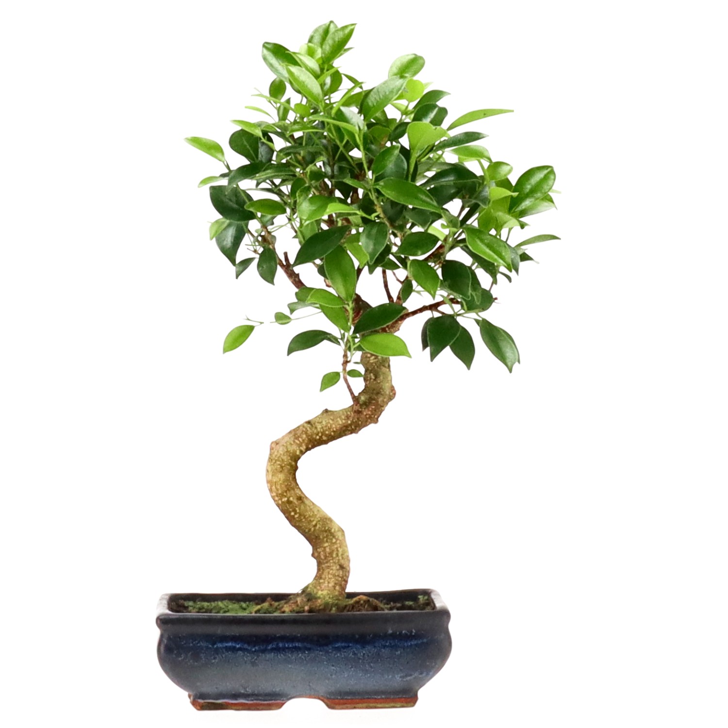 Indian Laurel, approx. 9 y. (32 cm)