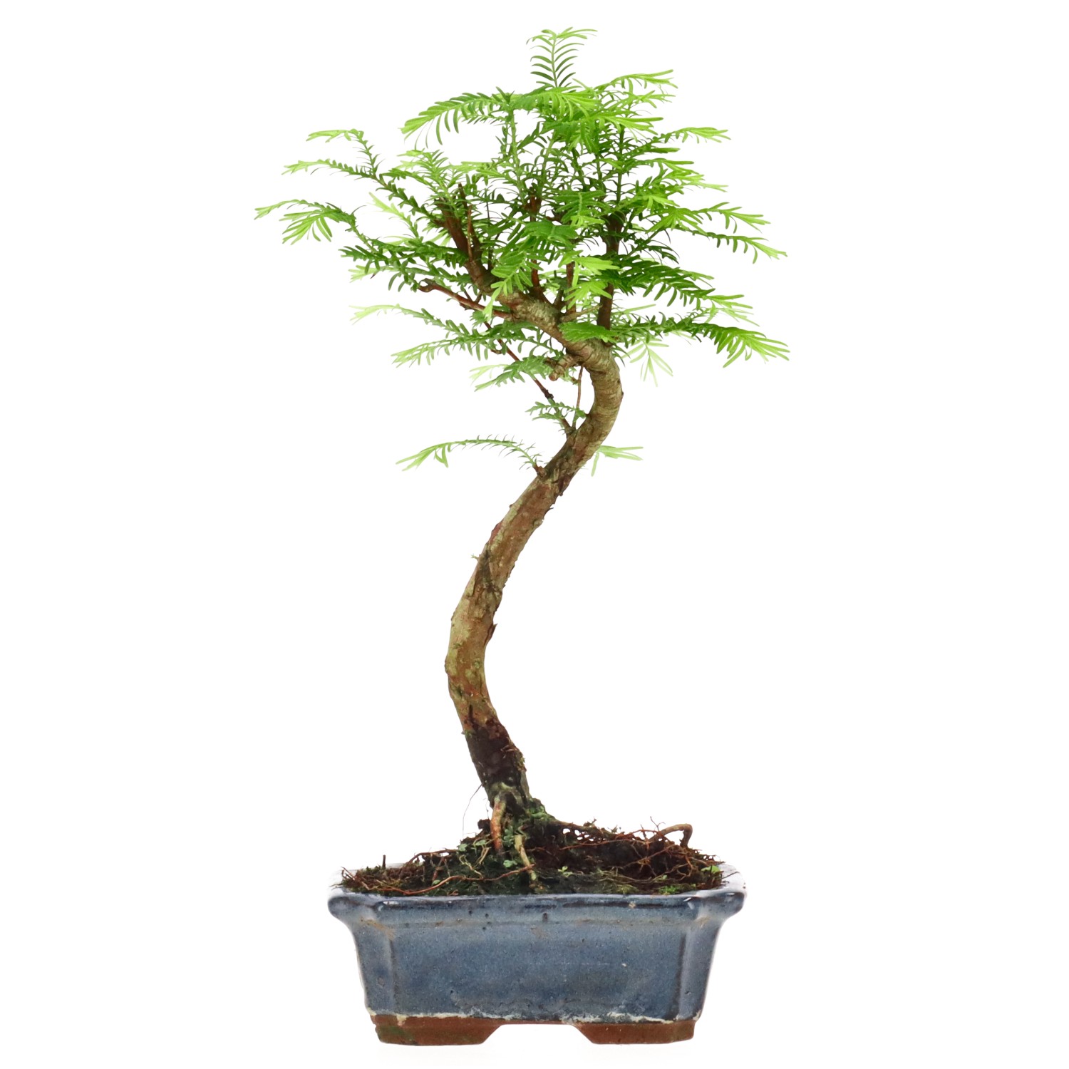Metasequoia glyptostroboides, env. 5 ans (27 cm)