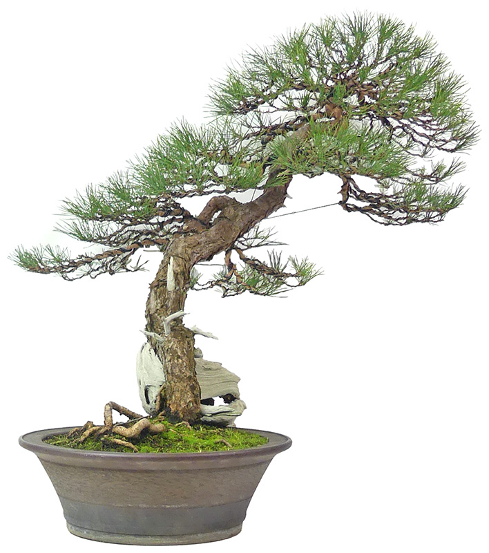 Pinus sylvestris, ca. 60 anni (87 cm)