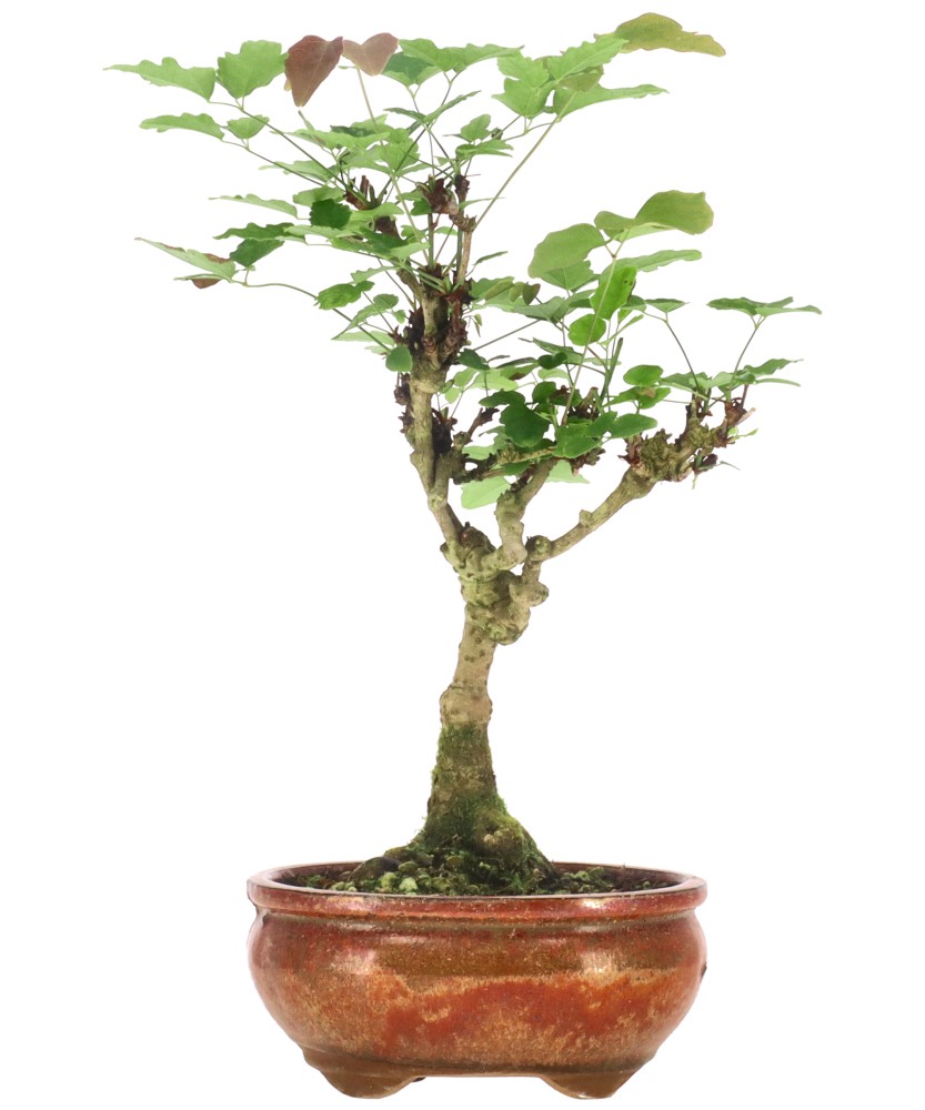 Akébie à cinq feuilles, env. 10 ans (26 cm)