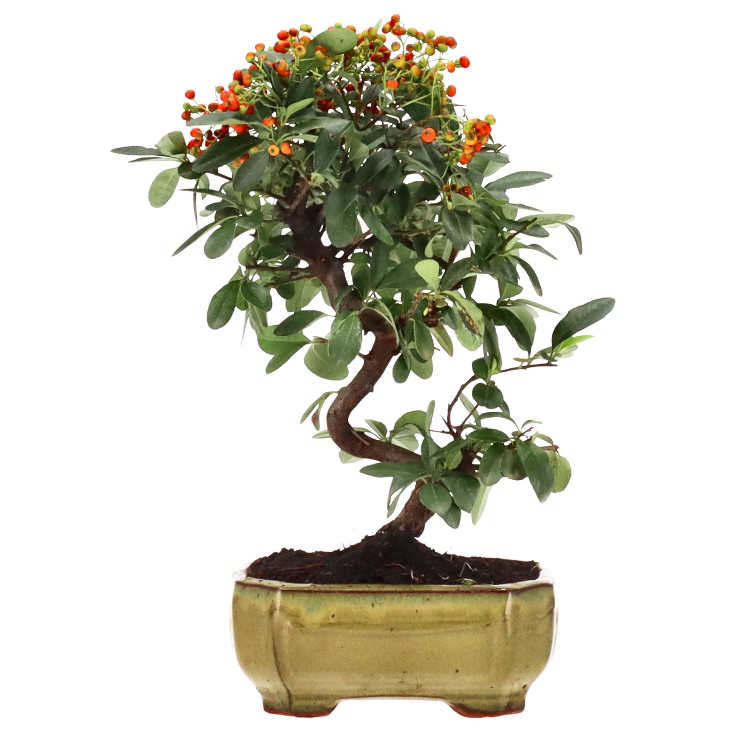 Firethorn, approx. 7 y. (27 cm)