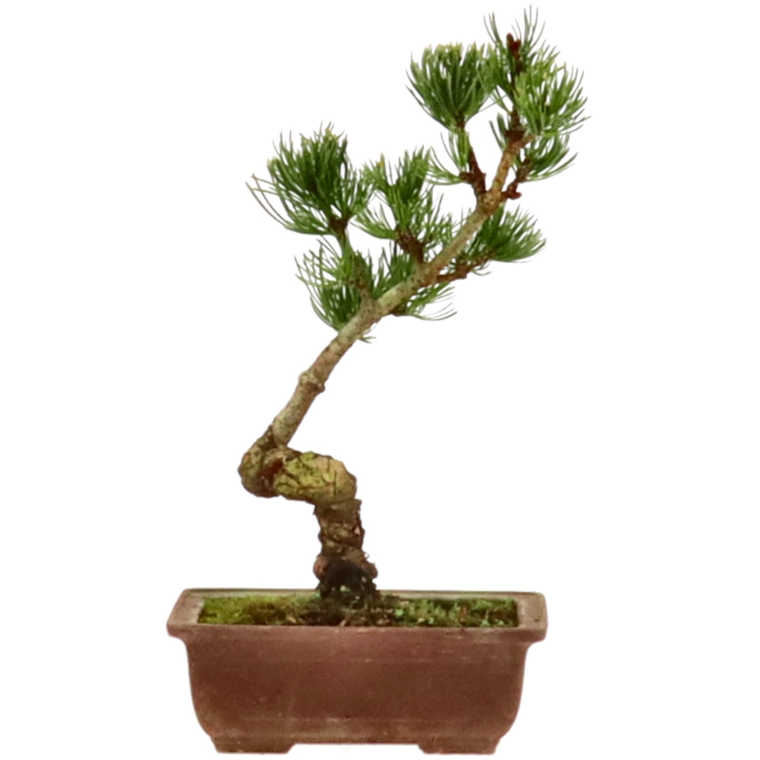 Japanese white pine, approx. 9 y. (25 cm)