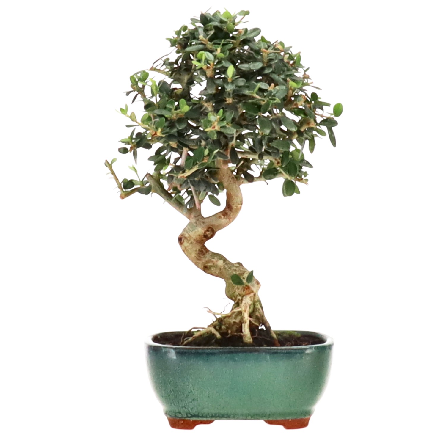 Olea sylvestris, ca. 8 anni (27 cm)