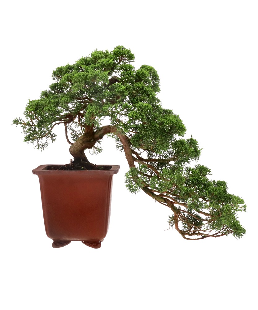 Chinese juniper, approx. 20 y. (50 cm)