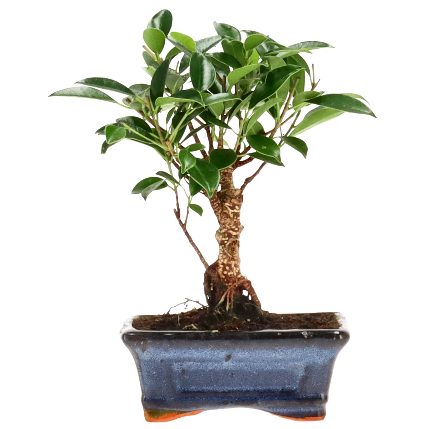 Indian Laurel, approx. 8 y. (19 cm)