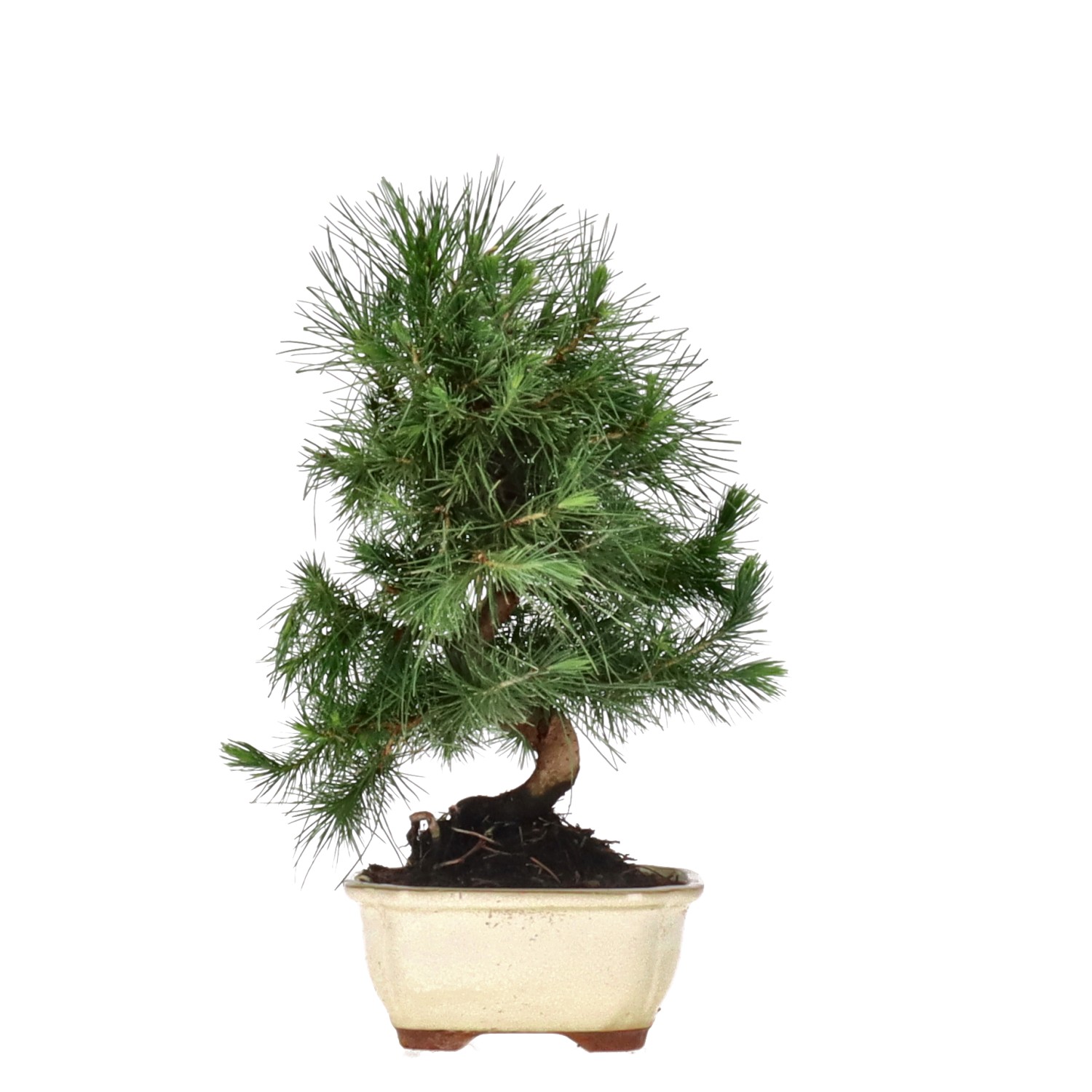 Aleppo Pine, ca. 8 y. (29 cm)