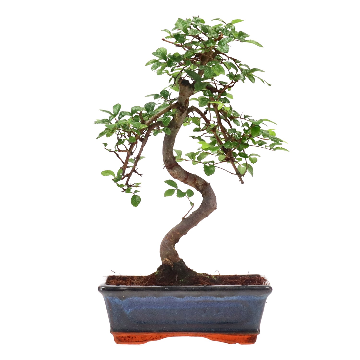 Chinese elm, ca. 9 y. (29 cm)