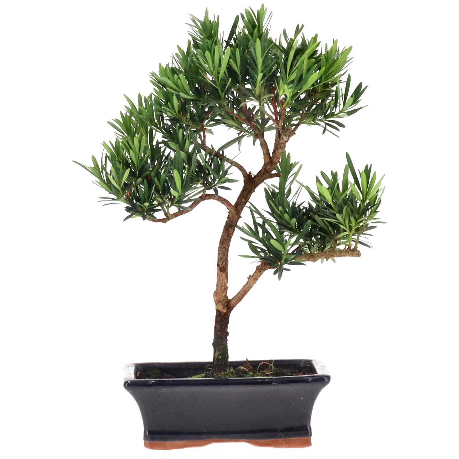 Buddhist pine, approx. 10 y. (33 cm)