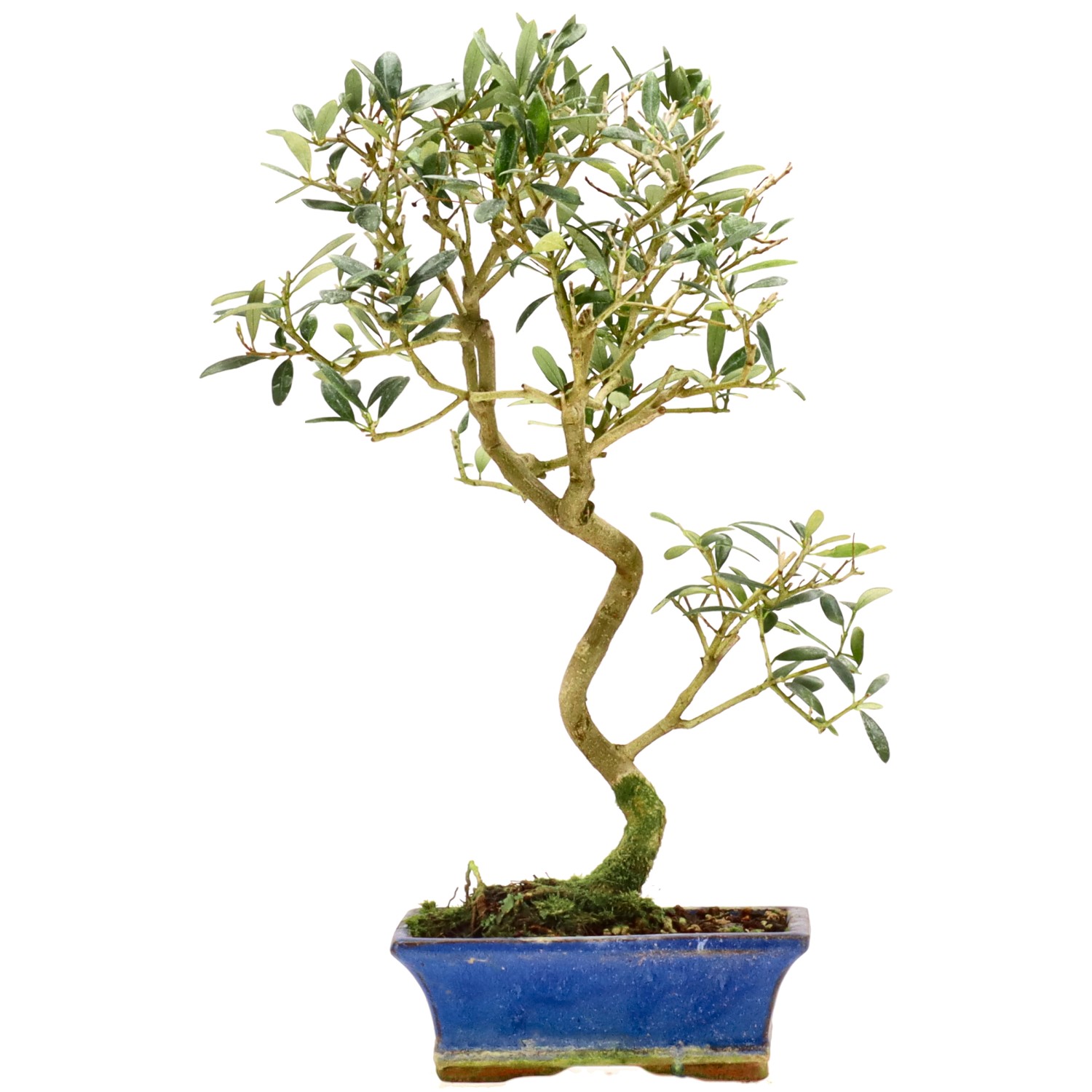 Olive tree, approx. 10 y. (41 cm)