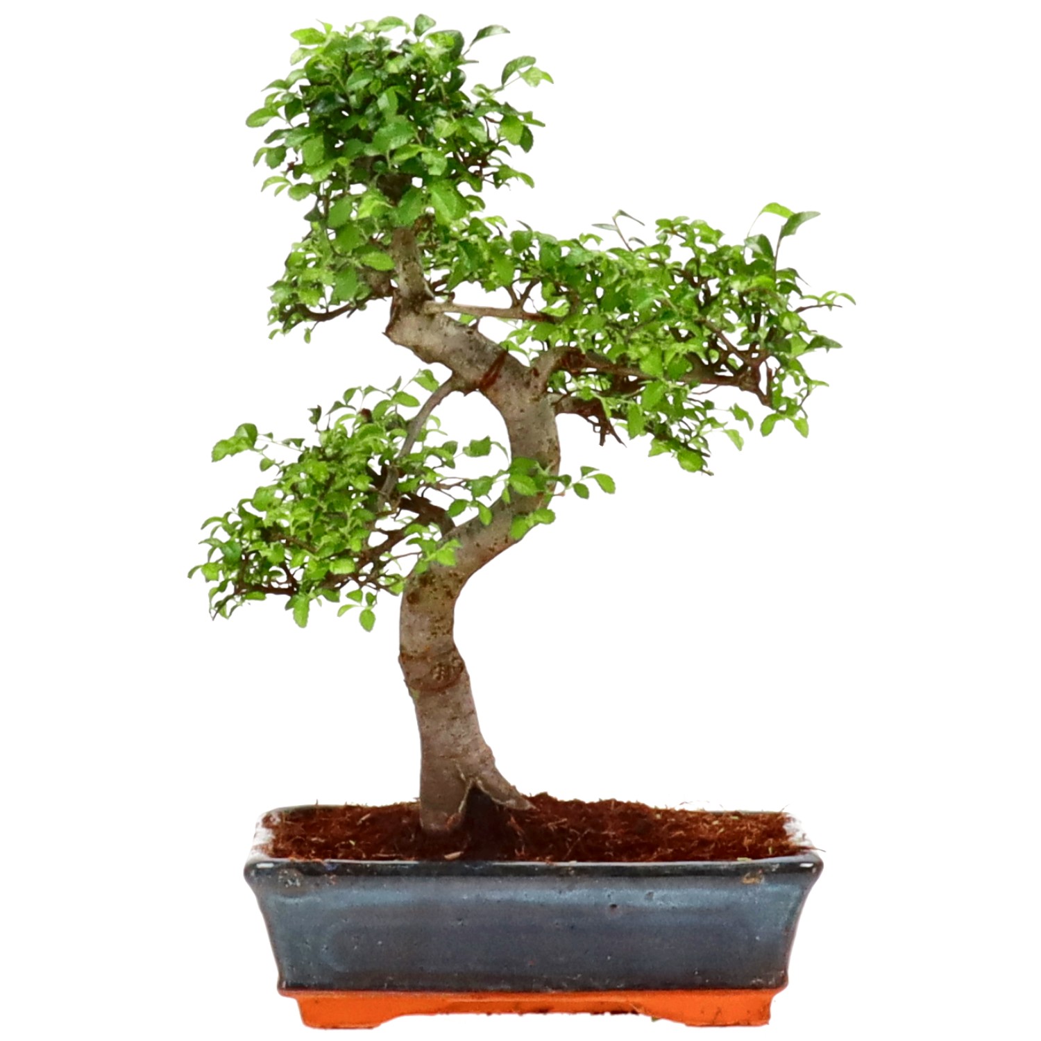 Chinese elm, approx. 14 y. (36 cm)