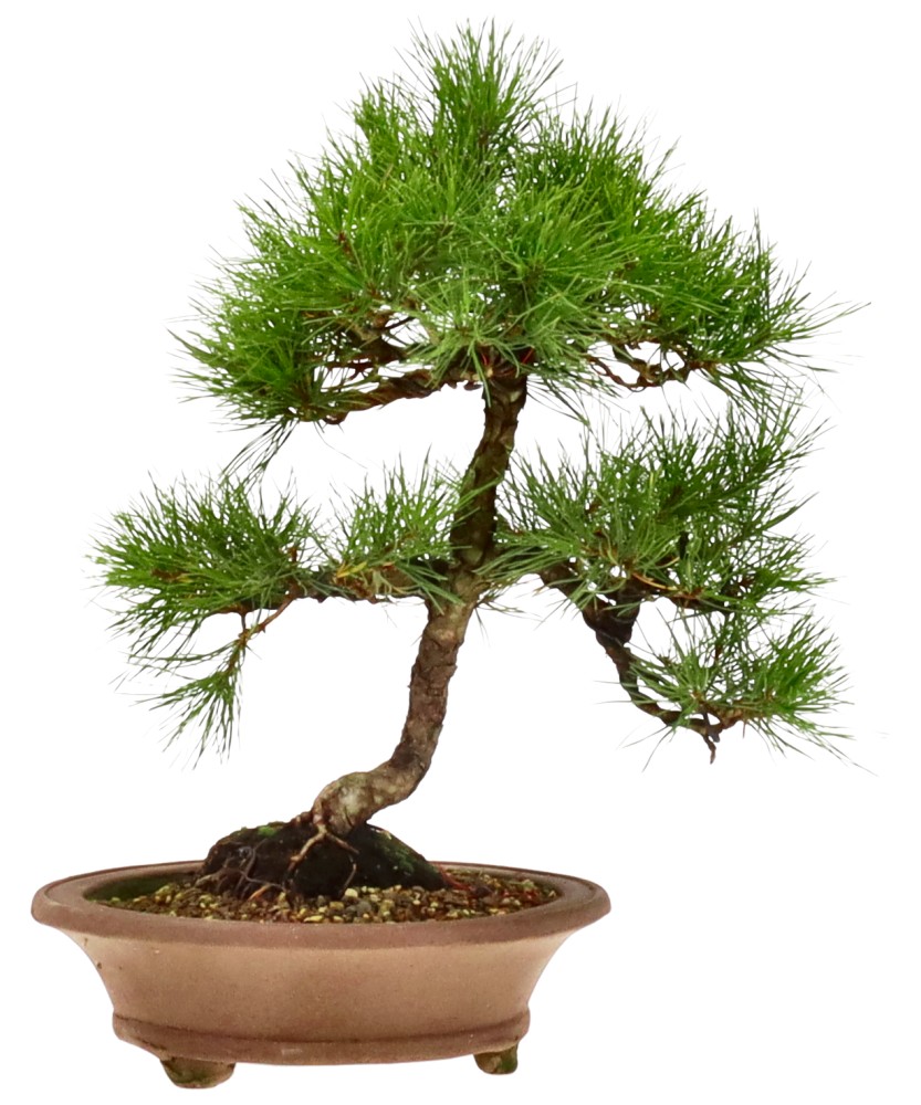 Pinus densiflora, ca. 15 anni (34 cm)