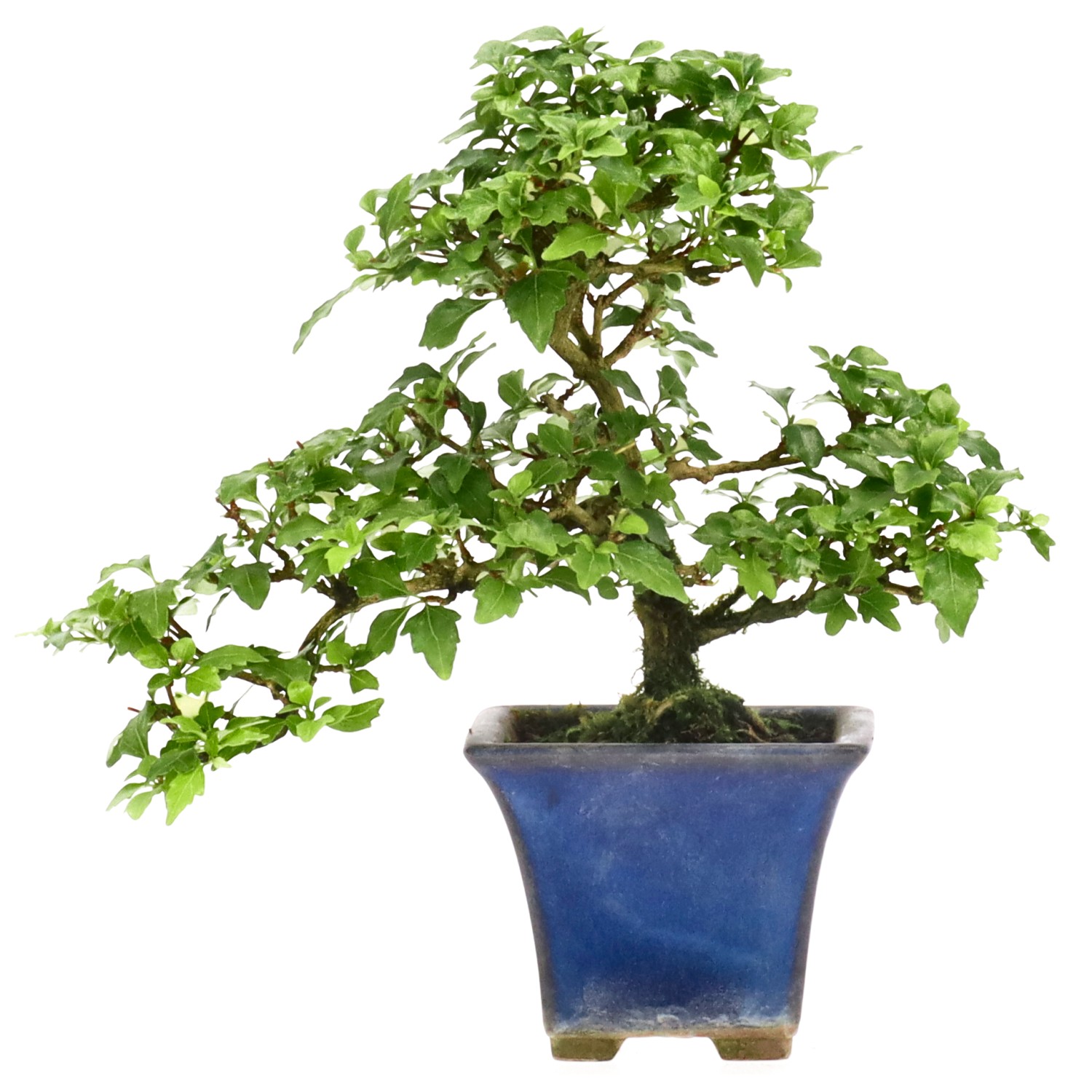 Premna japonica, env. 10 ans (18 cm)