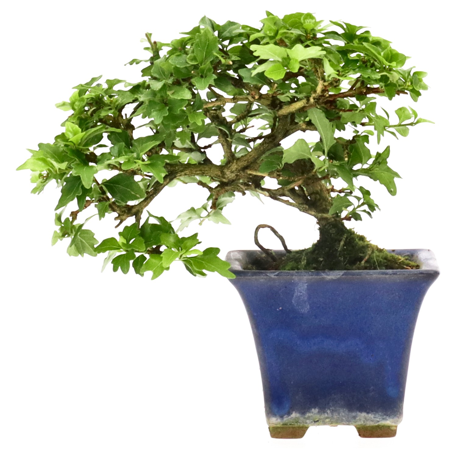 Premna japonica, env. 10 ans (13 cm)